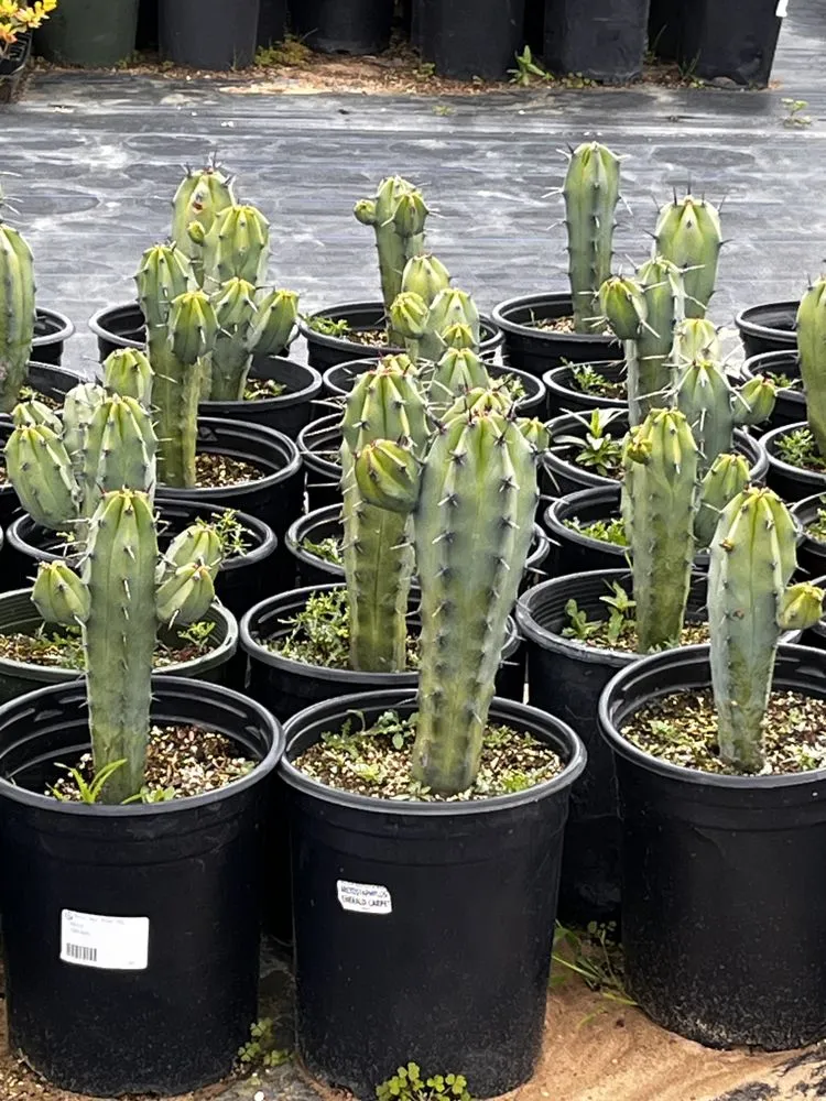 Reliable landscape installation in Castroville, CA - Kings Garden & Design