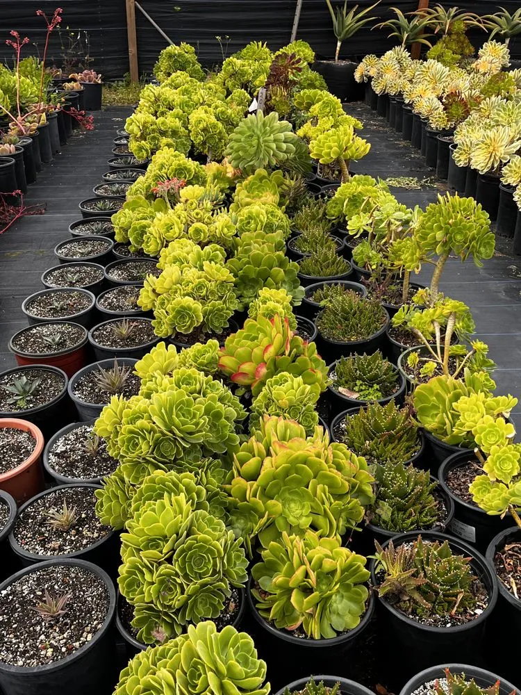 Affordable lawn mowing service for beautiful yards across Castroville, CA - Kings Garden & Design