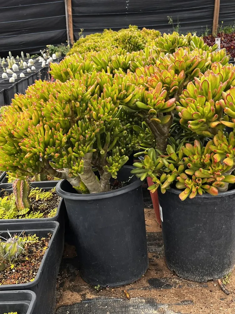 Reliable outdoor landscaping experts serving Castroville, CA - Kings Garden & Design