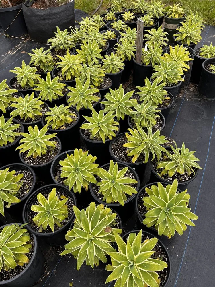 Custom landscaping services in Castroville, CA by Kings Garden & Design