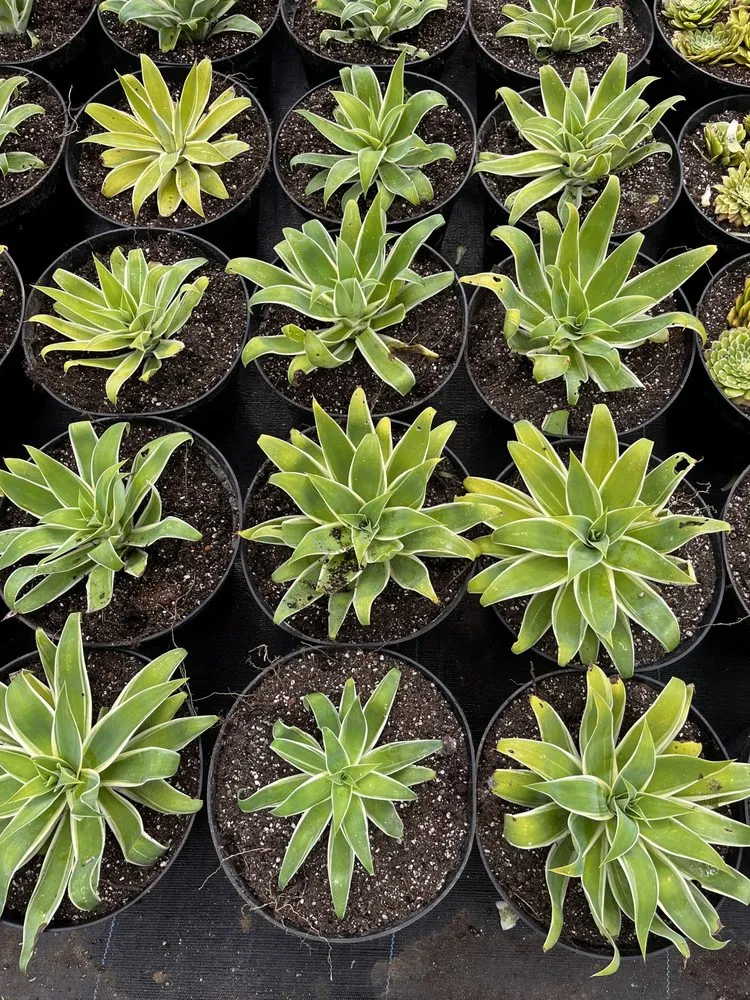 Affordable landscape design in Castroville, CA - Kings Garden & Design