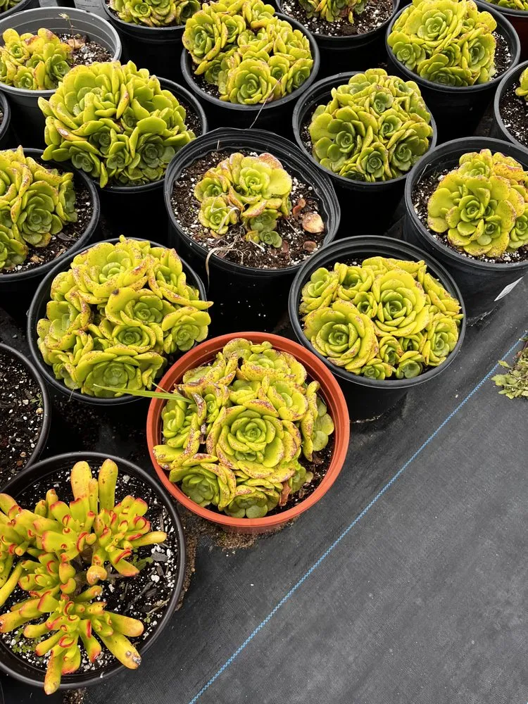 Professional landscape design in Castroville, CA - Kings Garden & Design