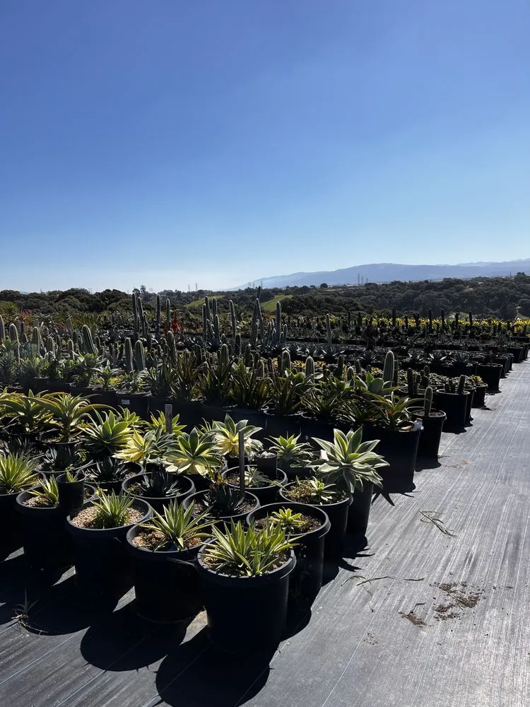 Reliable garden landscaping in Castroville, CA by Kings Garden & Design