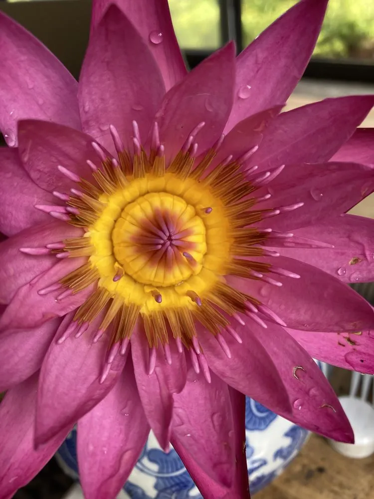 Local garden landscaping for homes in Mountain View, HI by King's Garden Landscape