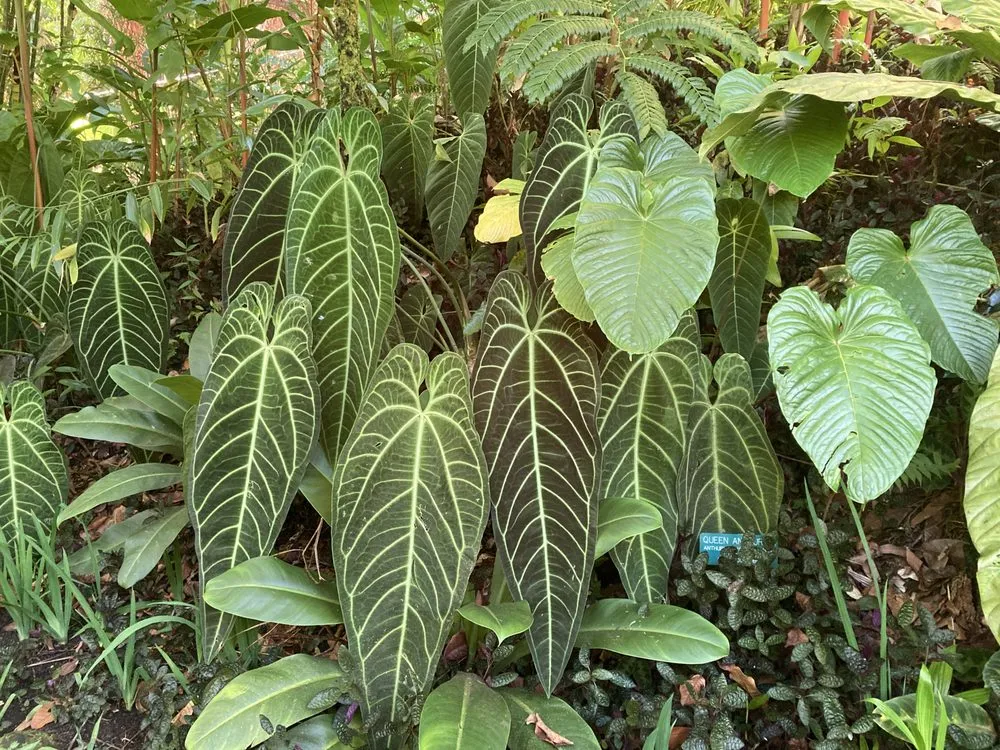 Professional lawn care service near you across Mountain View, HI - King's Garden Landscape