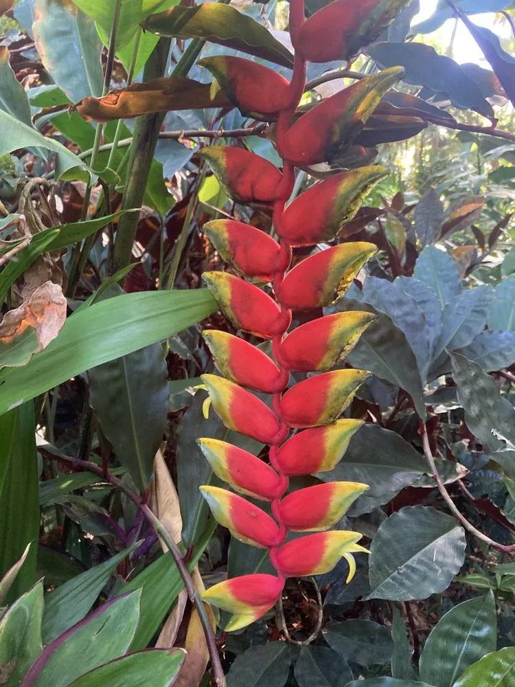 Expert landscape installation experts serving Mountain View, HI - King's Garden Landscape