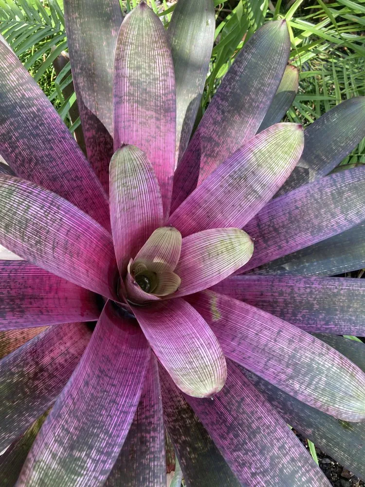 Reliable lawn mowing service in Mountain View, HI - King's Garden Landscape