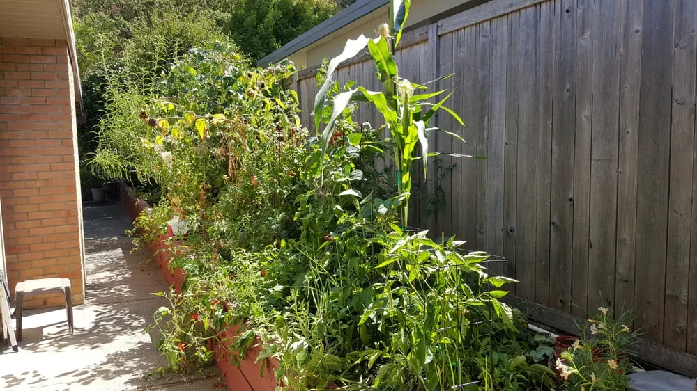 Reliable outdoor landscaping in San Rafael, CA by King's Gardening Services