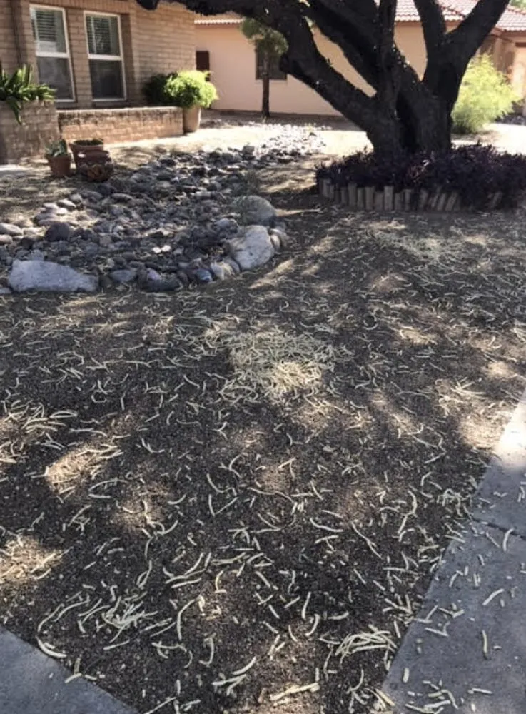 Reliable yard maintenance for residential properties across Tucson, AZ - Kings Landscape And Handy Man Service