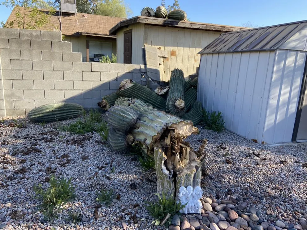 Reliable yard maintenance in Tolleson, AZ - King’s Landscape