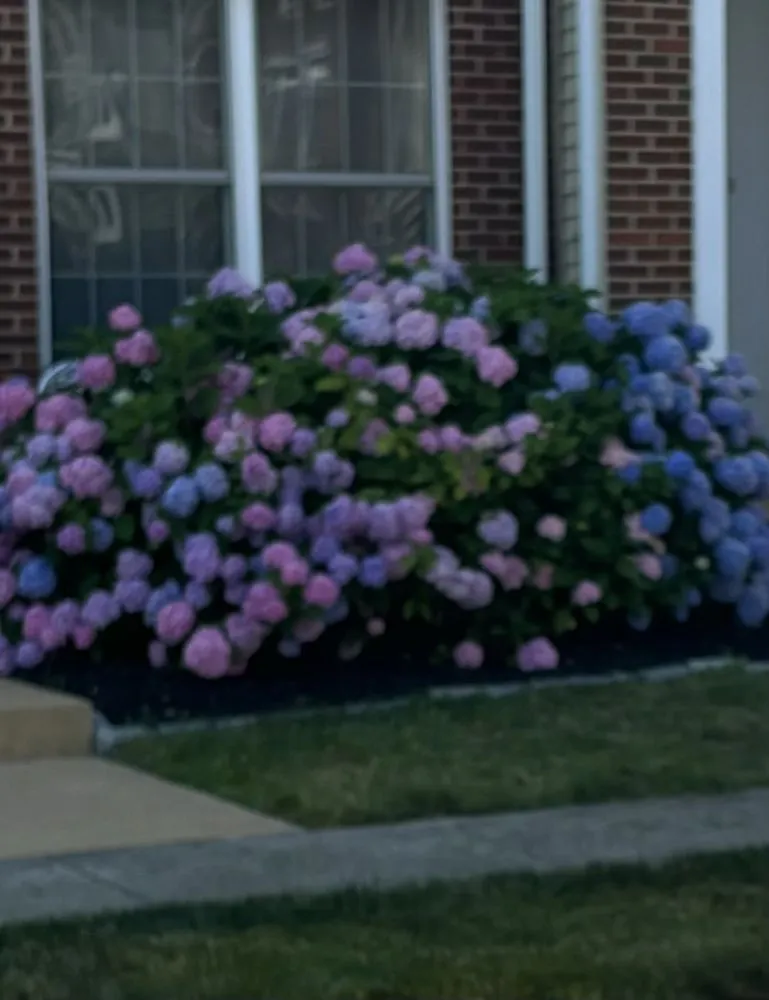 Top-rated lawn care service for residential properties across Winchester, VA - King's Landscaping