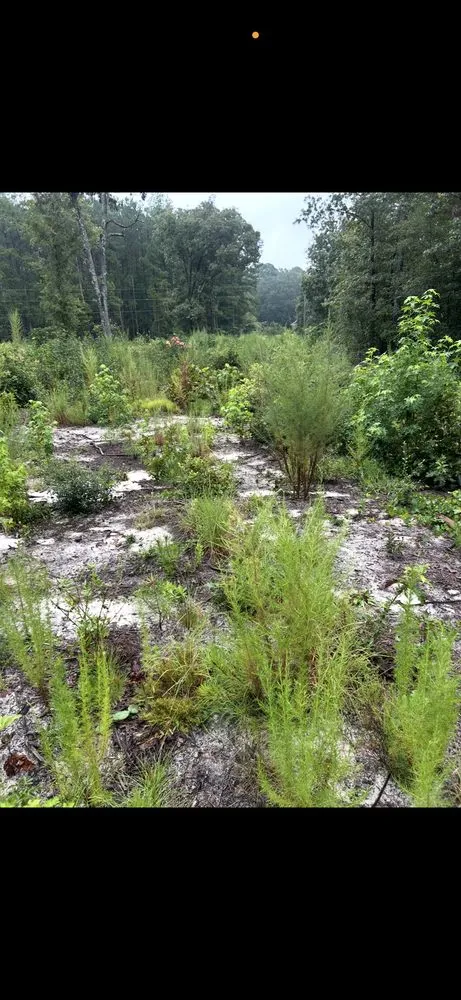 Reliable landscaping services for year-round maintenance in Bennettsville, SC by Kings Lawn Care