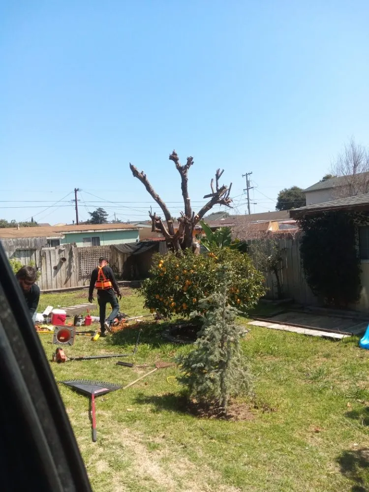 Trusted landscape installation for homes in Arroyo Grande, CA by Kings Of Green Landscaping