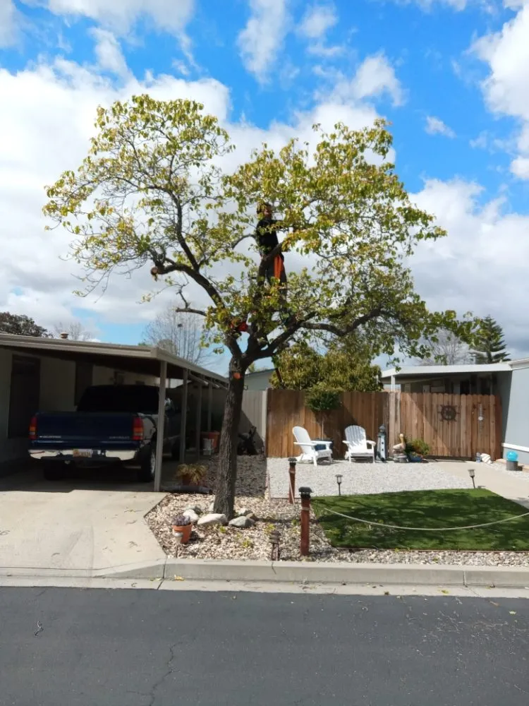 Affordable lawn care service for beautiful yards across Arroyo Grande, CA - Kings Of Green Landscaping