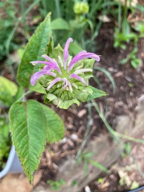Custom landscape installation for outdoor upgrades across Culpeper, VA - King's Tree and Outdoor Service