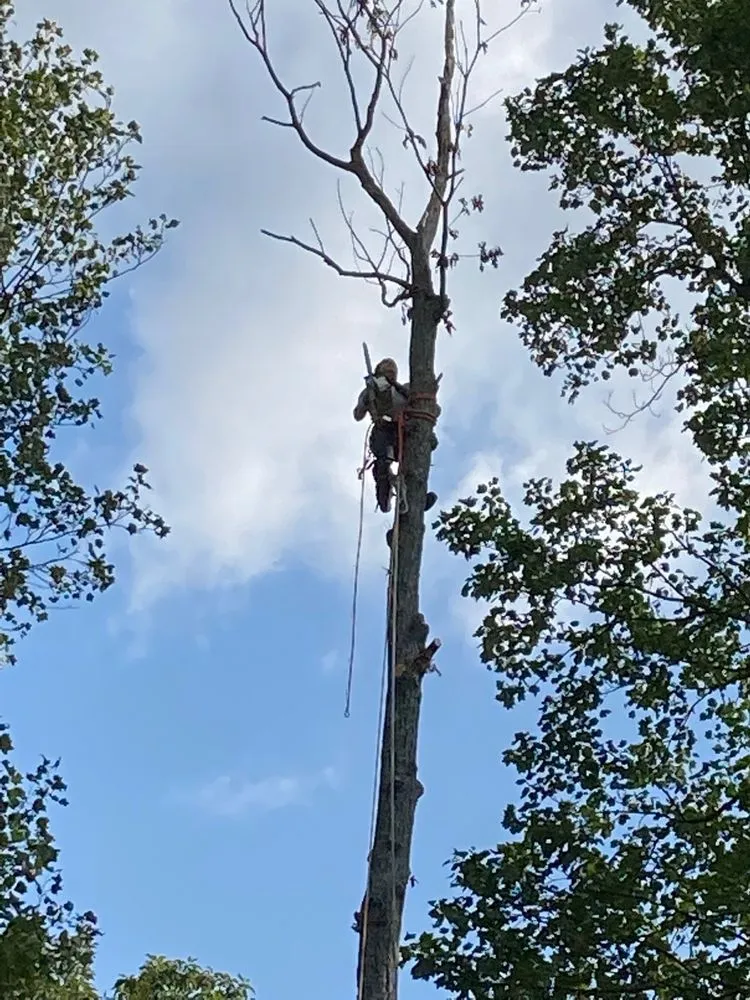 Local lawn care service for outdoor upgrades in Culpeper, VA by King's Tree and Outdoor Service