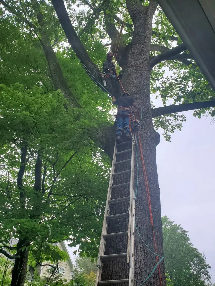 Custom residential landscaping in Culpeper, VA - King's Tree and Outdoor Service