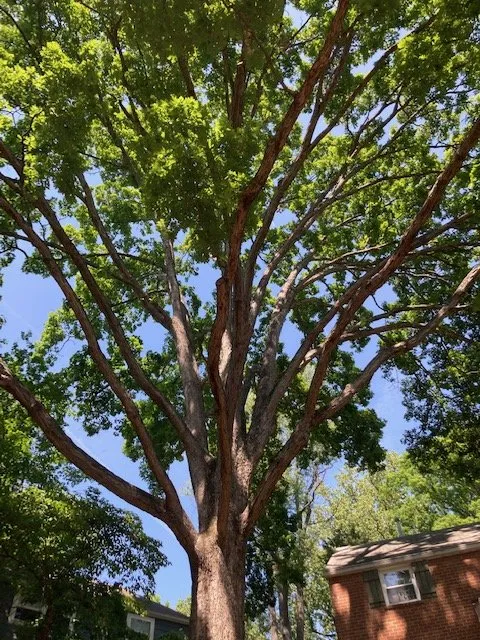 Affordable residential landscaping in Culpeper, VA - King's Tree and Outdoor Service