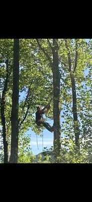 King's Tree and Outdoor Service Logo