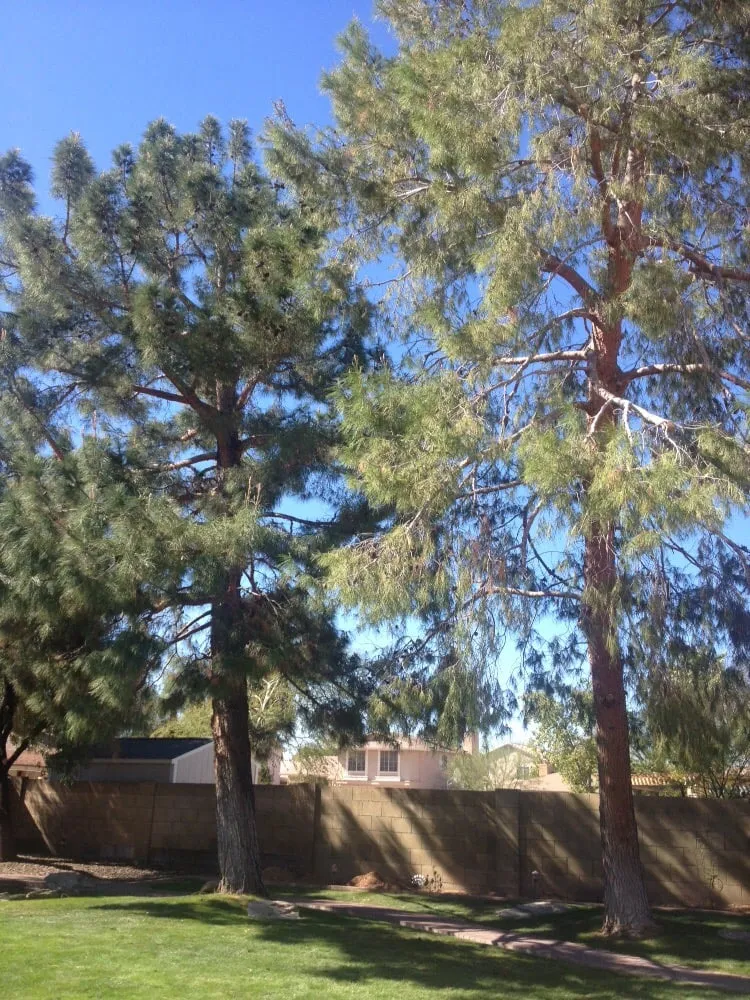 Reliable yard maintenance experts serving Mesa, AZ - King's Tree Service