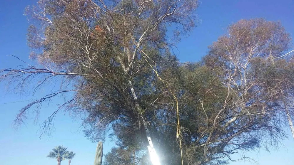 Local garden landscaping experts serving Mesa, AZ - King's Tree Service