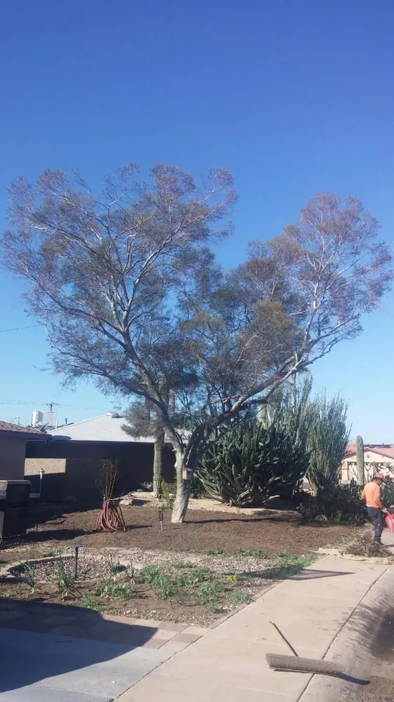 Expert landscape design for beautiful yards in Mesa, AZ by King's Tree Service