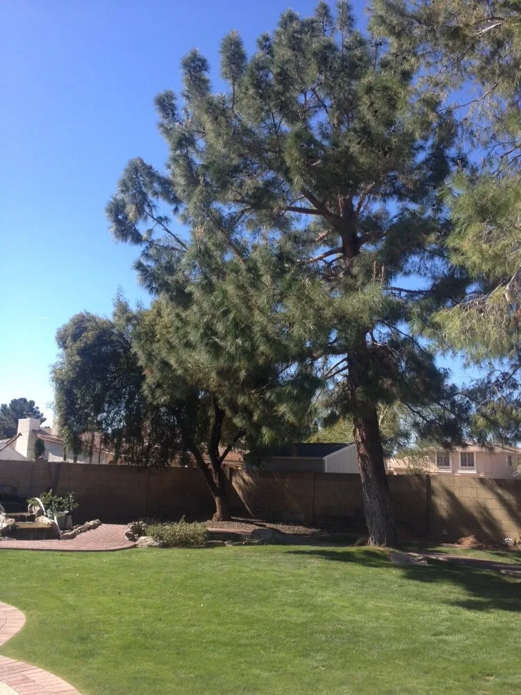 Reliable lawn mowing service with custom design across Mesa, AZ - King's Tree Service