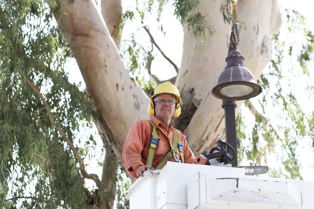 Custom garden landscaping for homes across Mesa, AZ - King's Tree Service