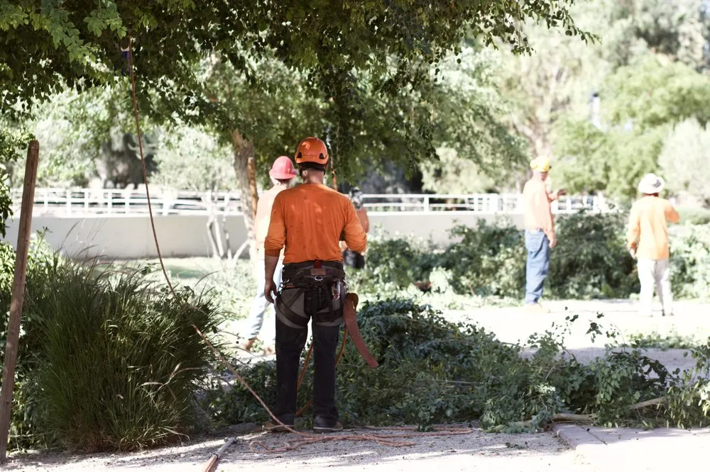 Reliable landscaping services in Mesa, AZ by King's Tree Service