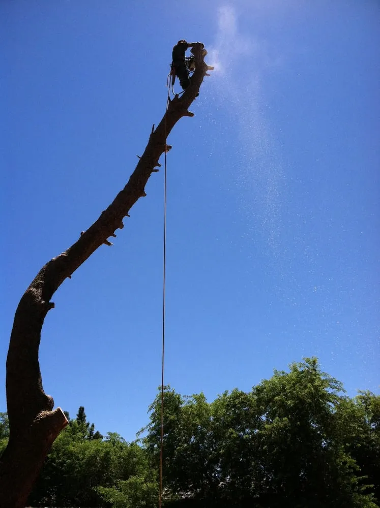 Custom lawn mowing service in Mesa, AZ - King's Tree Service