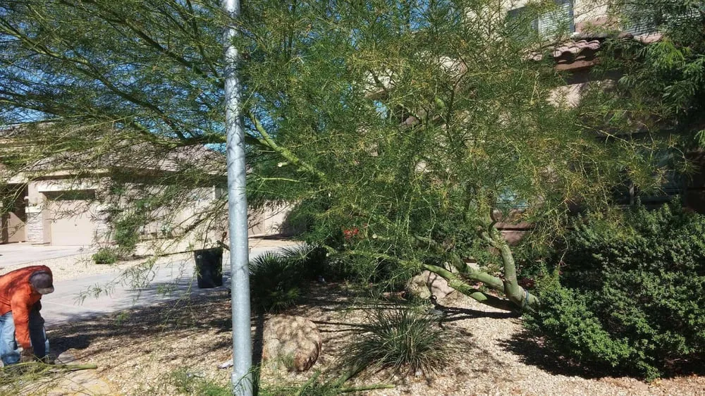 Expert garden landscaping in Mesa, AZ by King's Tree Service
