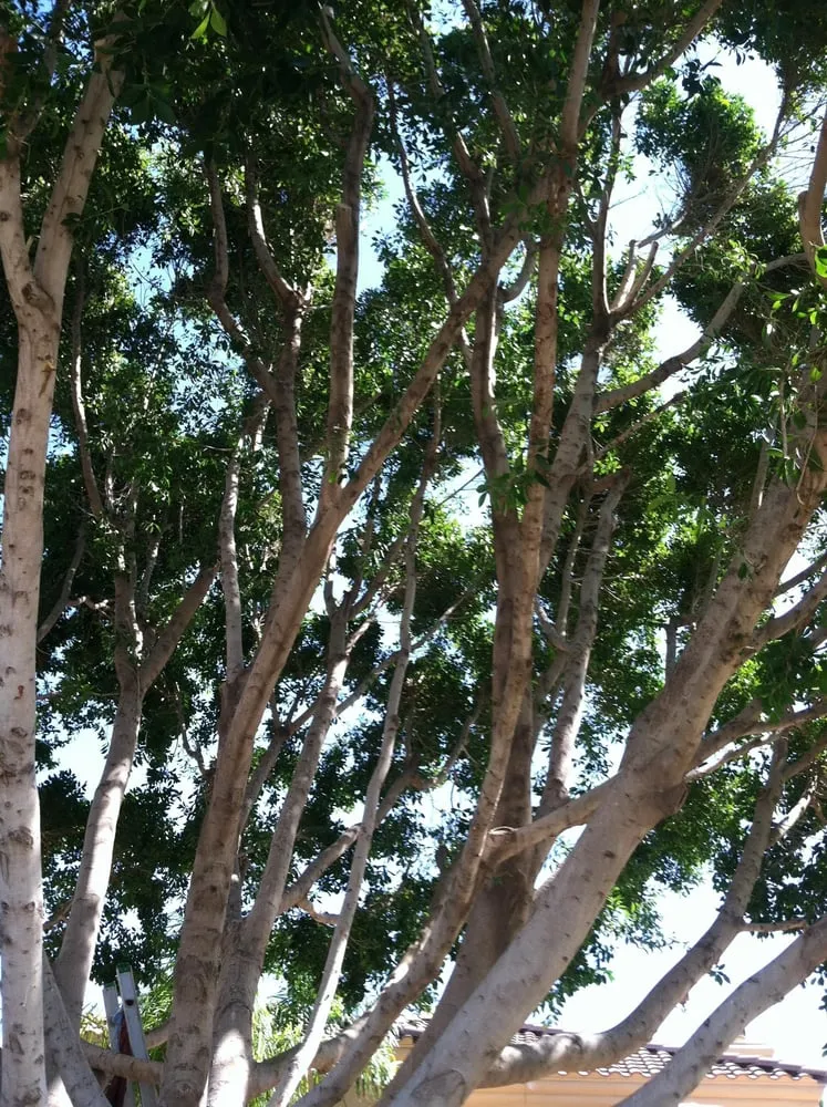 Local yard cleanup service in Mesa, AZ by King's Tree Service