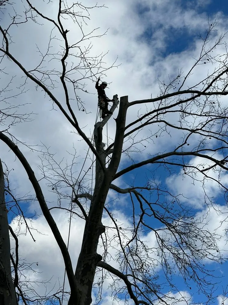 Custom yard cleanup service for residential properties across Manassas Park, VA - Kings Tree Services