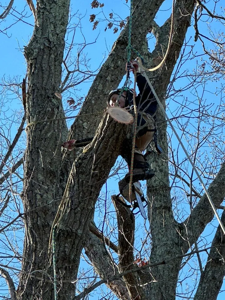 Affordable residential landscaping in Manassas Park, VA by Kings Tree Services