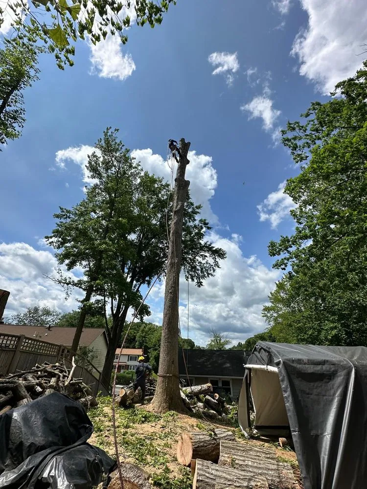 Professional outdoor landscaping in Manassas Park, VA - Kings Tree Services