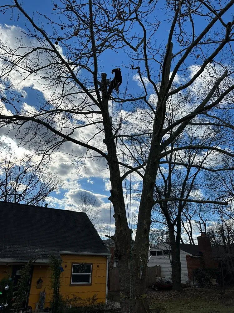 Expert lawn mowing service for beautiful yards in Manassas Park, VA by Kings Tree Services