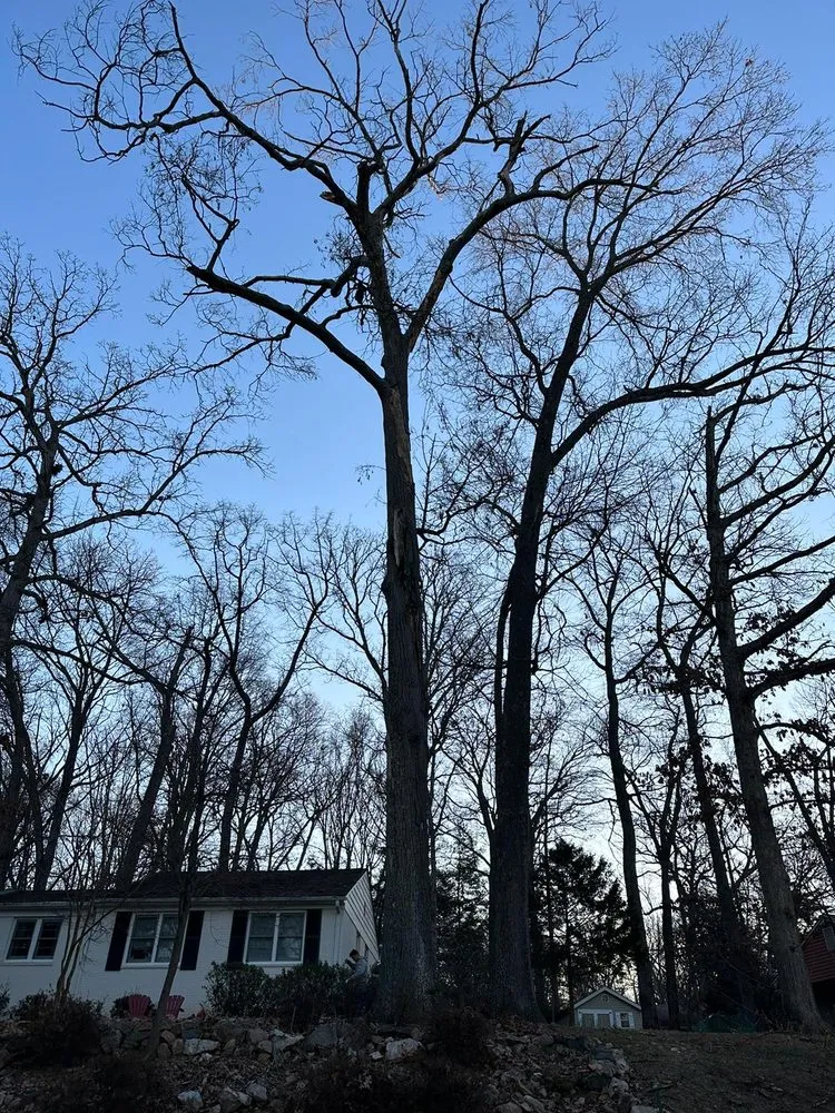 Top-rated lawn care service for year-round maintenance in Manassas Park, VA by Kings Tree Services