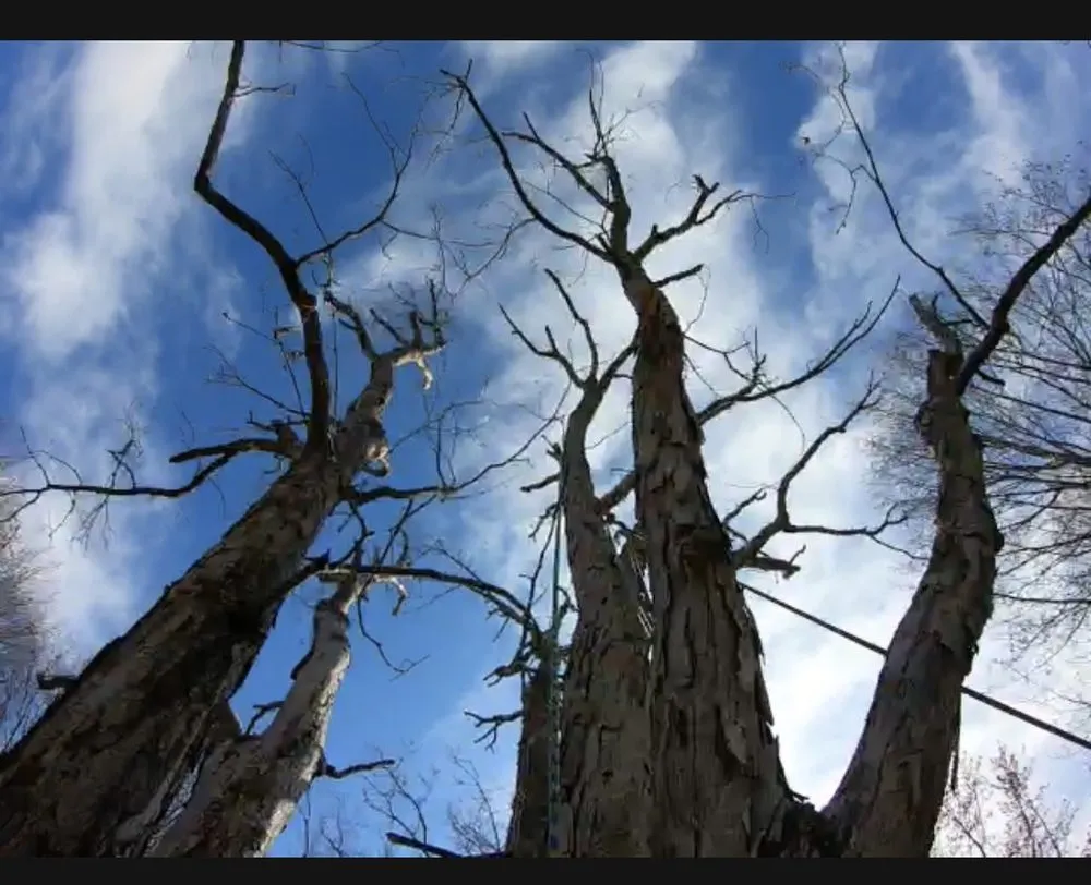 Top-rated outdoor landscaping for beautiful yards across Manassas Park, VA - Kings Tree Services