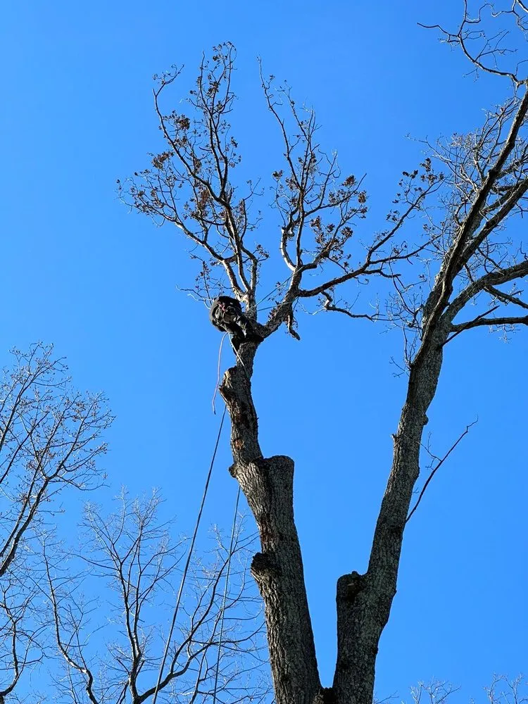 Reliable outdoor landscaping in Manassas Park, VA by Kings Tree Services