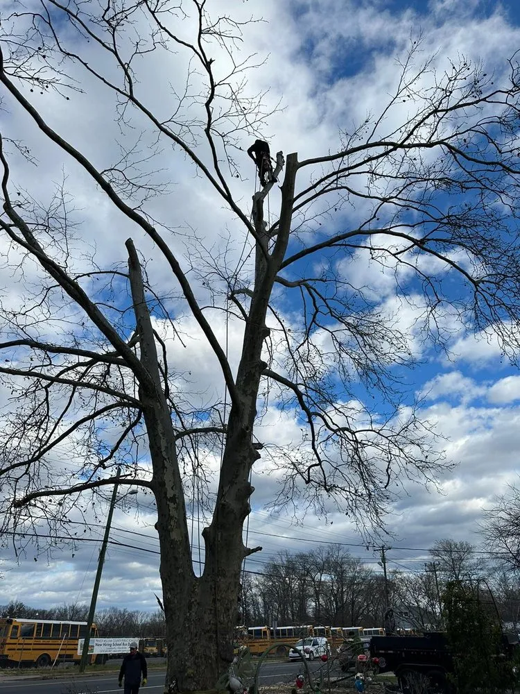 Expert residential landscaping in Manassas Park, VA - Kings Tree Services