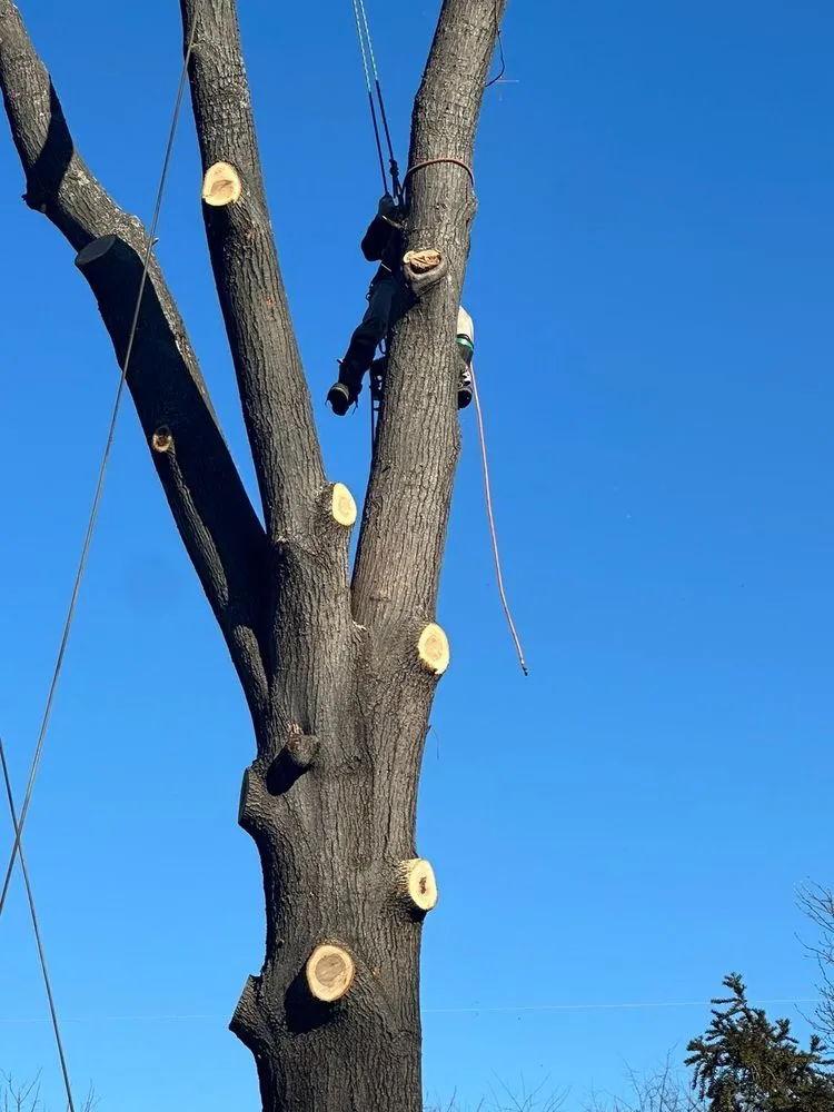 Custom outdoor landscaping in Manassas Park, VA - Kings Tree Services