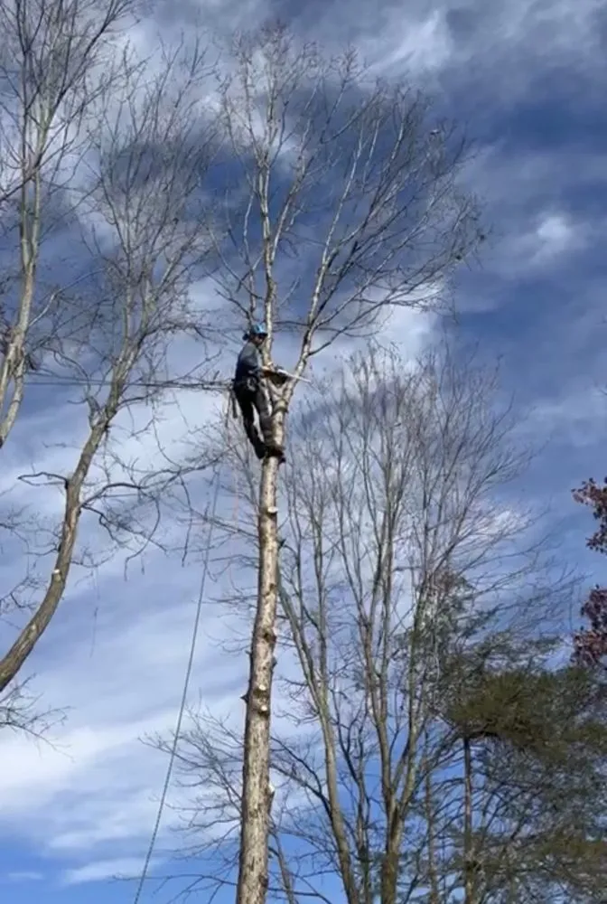 Affordable lawn mowing service with custom design in Manassas Park, VA by Kings Tree Services