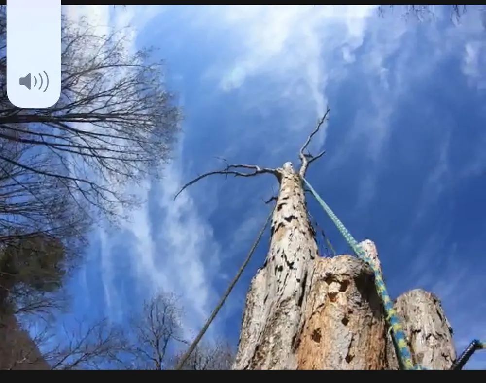 Local landscaping services in Manassas Park, VA by Kings Tree Services