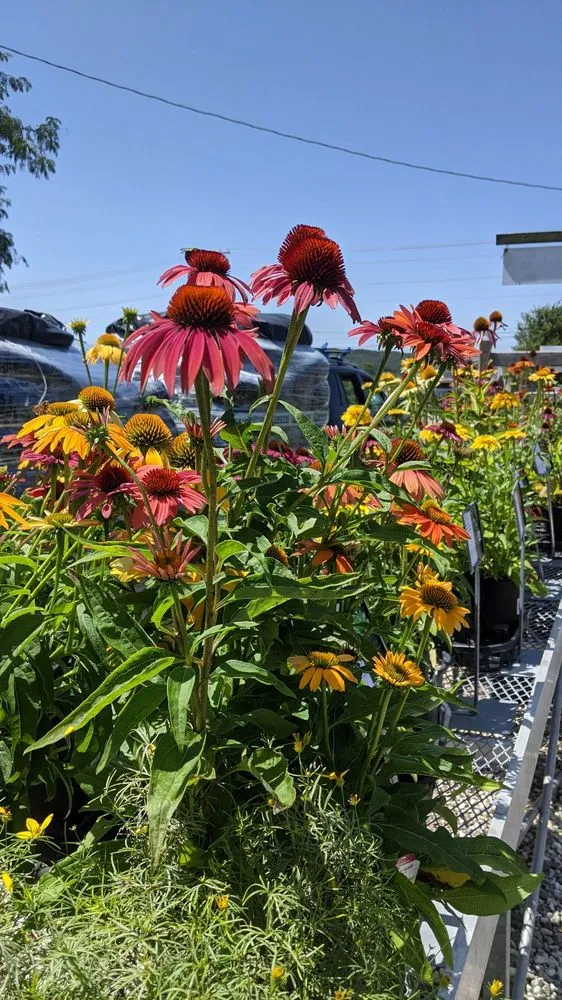 Trusted landscape design in Monkton, MD by Kingsdene Nurseries