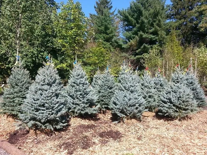 Affordable landscape design in Monkton, MD by Kingsdene Nurseries