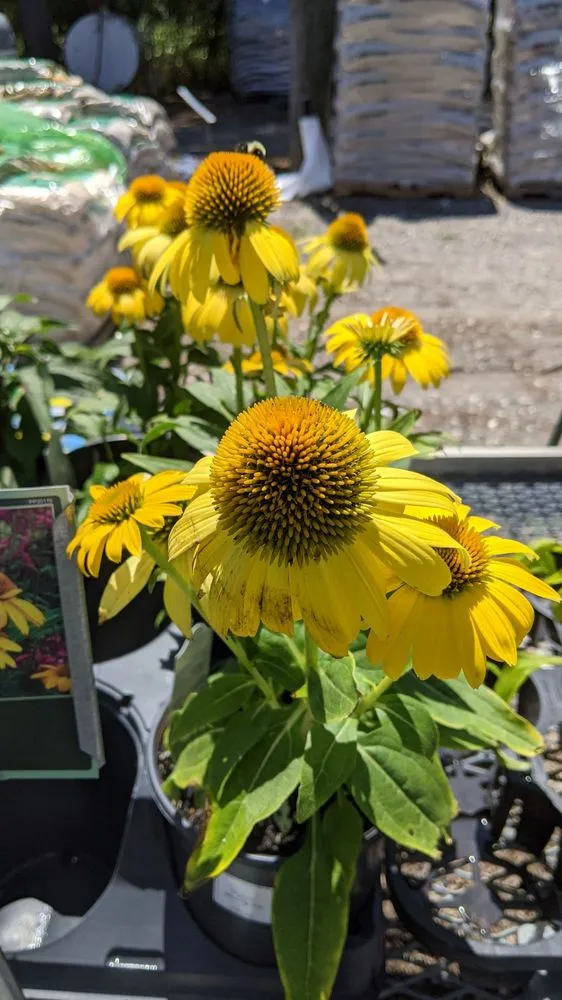 Professional landscape design experts serving Monkton, MD - Kingsdene Nurseries