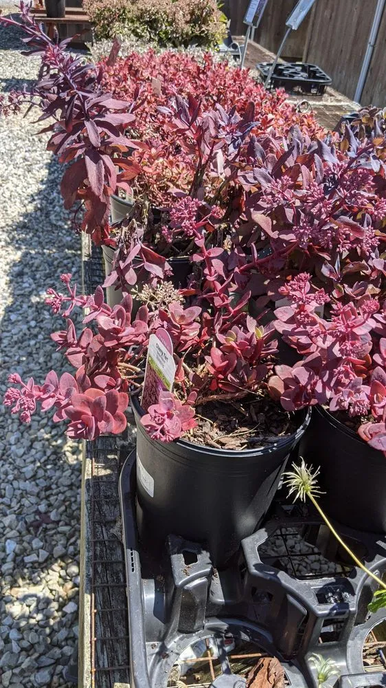 Local yard cleanup service experts serving Monkton, MD - Kingsdene Nurseries