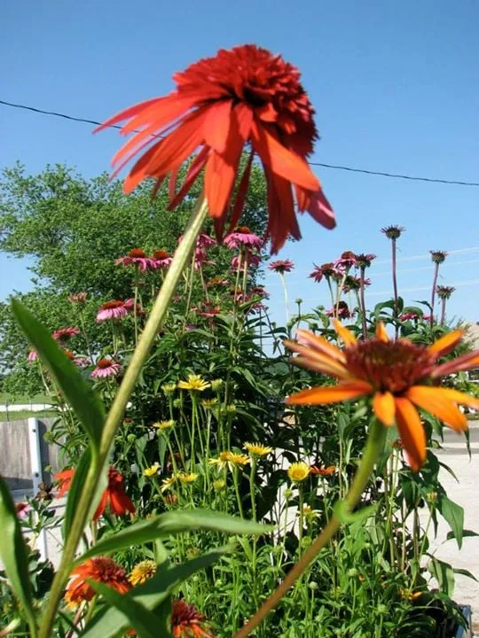 Custom landscape design experts serving Monkton, MD - Kingsdene Nurseries