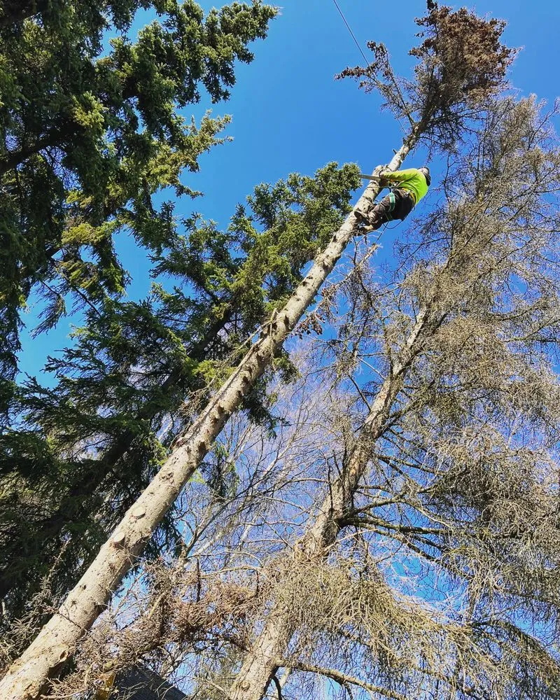 Top-rated outdoor landscaping experts serving Anchorage, AK - Kingsman Tree Service