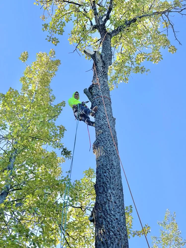 Trusted landscape installation in Anchorage, AK - Kingsman Tree Service